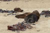 020 Lions de mer (mâle & femelles)