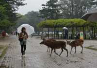 033 Parc de Nara - Cerfs sika