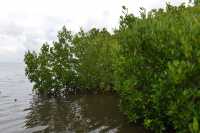 65 Les palétuviers (Rhizophora stylosa) ont été introduits dans les années 30 sur la côte ouest de Moorea, à Haapiti