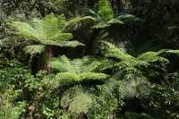 173 Fougères - The Chasm