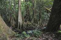 53 Sous bois (Vallée d'Opunohu)