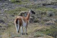 069 guanaco