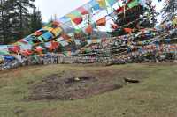 26 Tissus dans les arbres