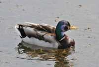 70 Canard - Profil *