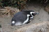 064 Pingouin devant son terrier - Seno Otway