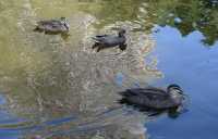 17 Le jardin botanique - Canards