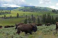 41 Bisons dans la sauje