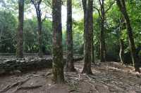 29 Marae Afareaito vu de l'Est (Vallée d'Opunohu)