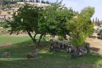 05 Troupeau de chèvres dans la vallée de la Géhenne