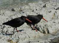 082 Couple d'huîtriers - Kaikura