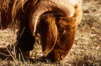 808 Moutons entre l'Euphrate et Palmyre