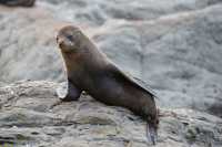 019 Otarie - Ohau Point Seal Colony