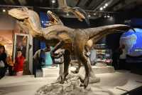 45 Dromæosaurs carnivores (Te Papa)