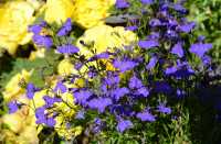 84 Jardin des plantes