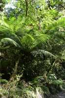 162 Chemin forestier - The Chasm