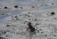 32 Fountain Paint Pot