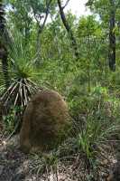 02 Forêt près de Yellow Water