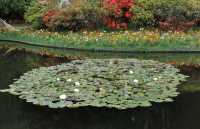 45 Nénuphars