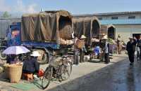13 Camions de pommes de terre