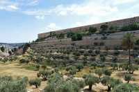 03 Oliviers dans la vallée du Cédron