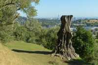 09 Cornwall Park, offert par John Logan Campbell 