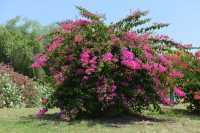 02 Kursi - Jardin à l'entrée du monastère