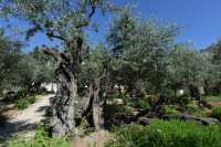 17 Oliviers millénaires