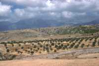 012 Entre Antioche et Epiphania