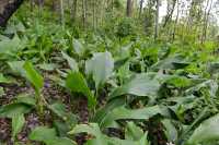 50 Native Ginger (Curcuma australasica)
