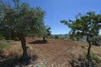 11 Les arbres de Manré