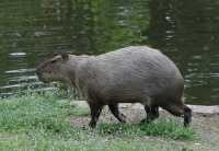 114 Cabiai (Capybara)