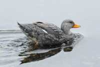 047 Cane Vapeur (Brassemer cendré)