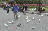 085 Blanches colombes & chinoise rousse