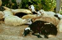 240 Août 73 à Philippes