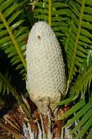 053 Dioon spinulosum (du sud du Mexique)