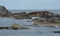 063 Otaries au bout de Doubtful Sound