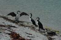 066 Cormorans - Kaikura