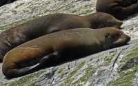 115 Otaries à Milford Sound