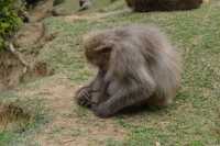 124 Macaque du Japon