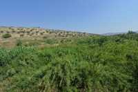 07 Berges du Jourdain