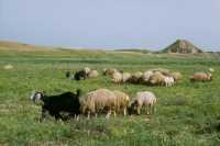 575 Troupeau et vue de Kalah