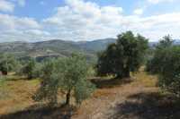 33 Oliviers et collines de Samarie