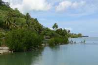 59 Les palétuviers (Rhizophora stylosa) ont été introduits dans les années 30 sur la côte ouest de Moorea, à Haapiti B
