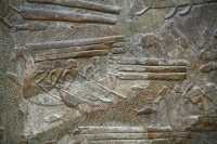 593 Transport des cèdres du Liban