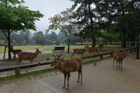 031 Parc de Nara - Cerfs sika