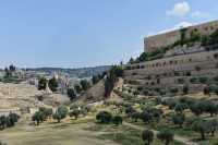 04 Oliviers dans la vallée du Cédron