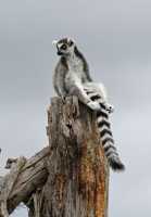 16 Lémurien (Maki Catta)