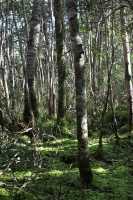 38 Forêt près du glacier Aguila