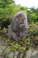 130 Macaque du Japon