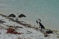 056 Cormorans - Kaikura